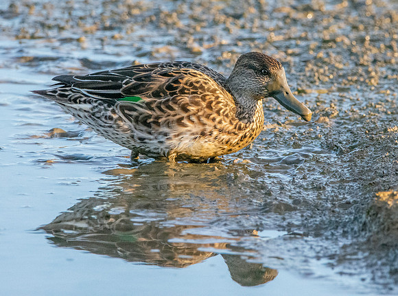 Common teal, female