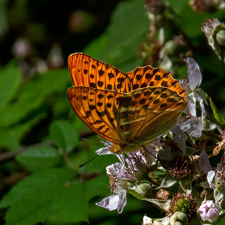 Silver washed fritillary