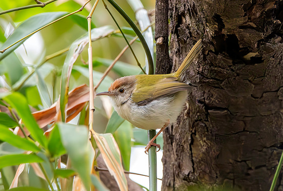 Common tailorbird