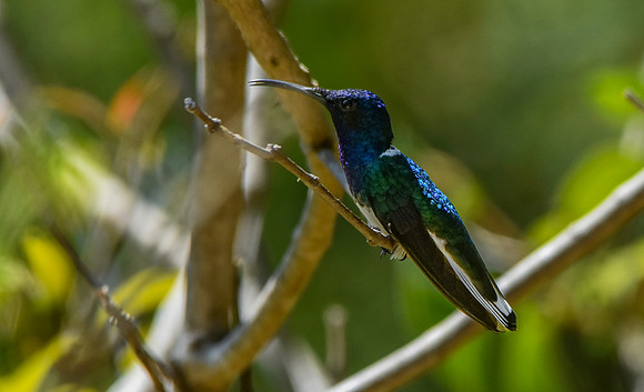 White necked jacobin hummingbird