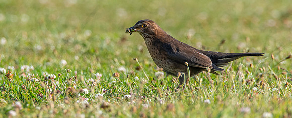 Common blackbird, female