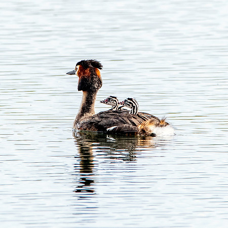 Great crested grebe