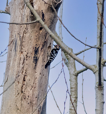 Lesser spotted woodpecker