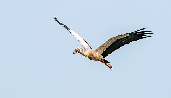 Asian Openbill stork