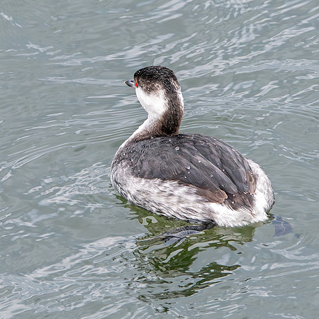 Slavonian grebe