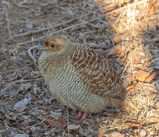 Grey francolin