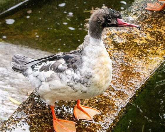 Common merganser / goosander