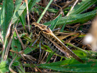 Grey bush cricket