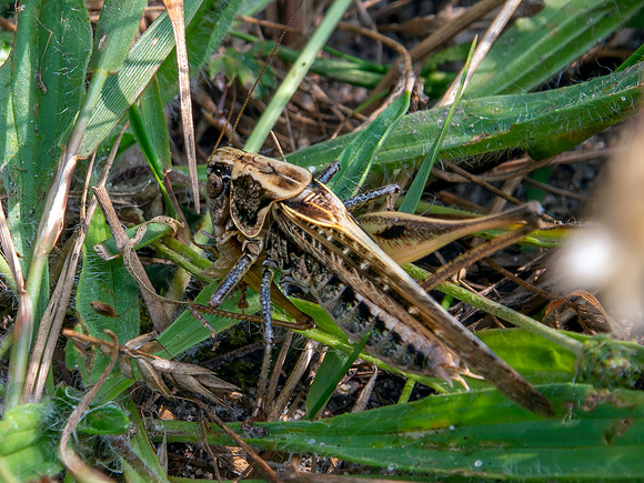 Grey bush cricket