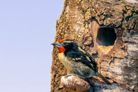 Black spotted barbet
