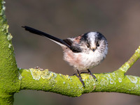 Long tailed tit
