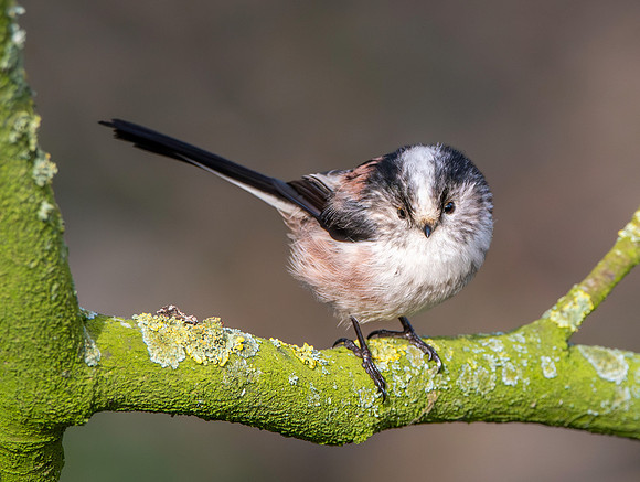 Long tailed tit