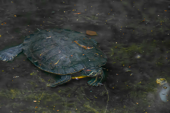Yellow bellied slider turtle