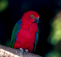 Eclectus parrot, female