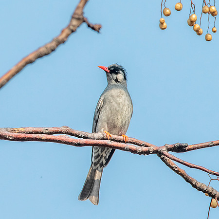 Black bulbul