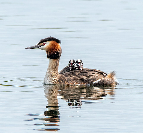 Great crested grebe