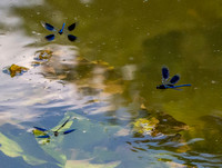 Banded demoiselle