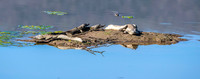 Mugger crocodile