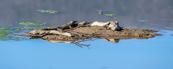 Mugger crocodile