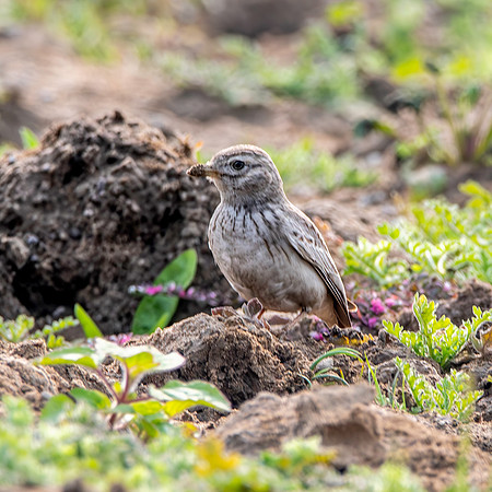 Sand lark