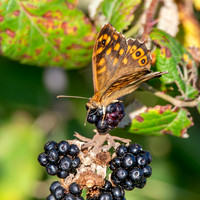 Speckled wood