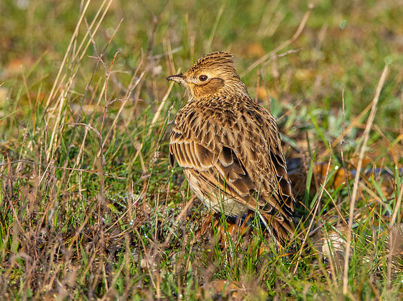 Skylark