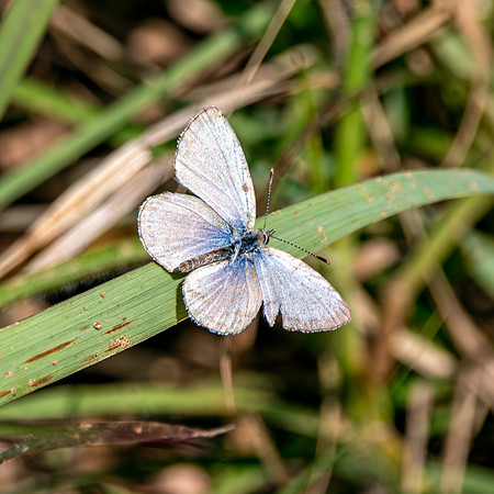 Pale grass blue