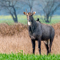 Nilgai / blue bull antelope