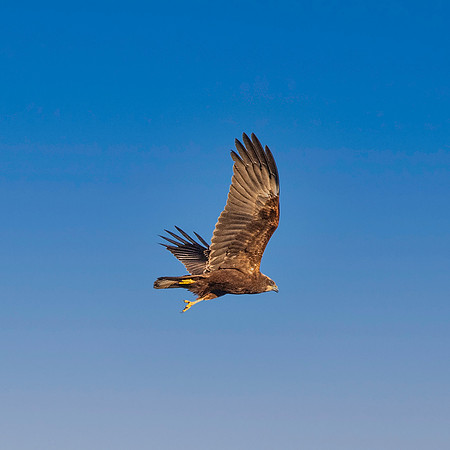 Marsh harrier