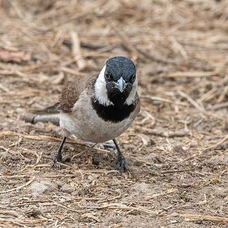White eared bulbul
