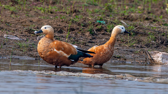 Ruddy shelduck / Brahminy duck, male, female
