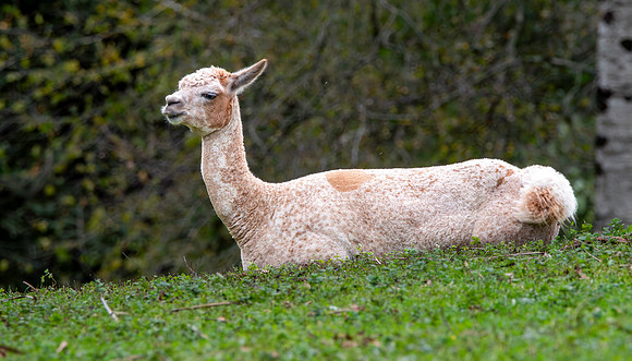 Alpaca