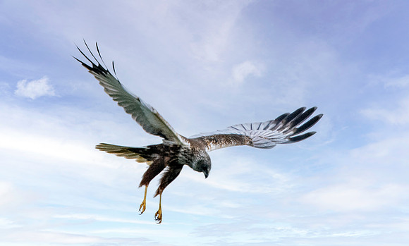 Marsh harrier