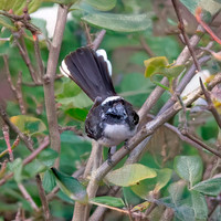White browed fantail