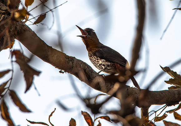 Maroon oriole