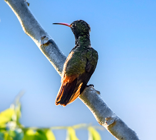Rufous tailed hummingbird