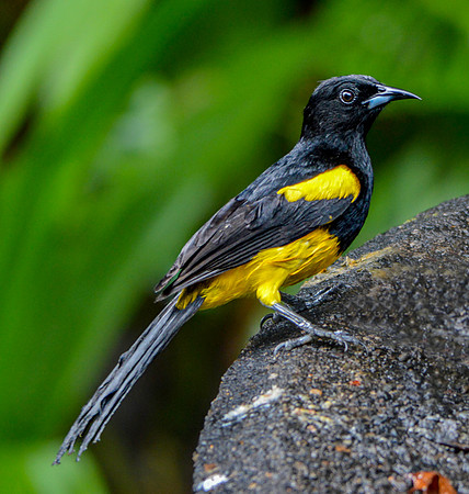 Black cowled oriole