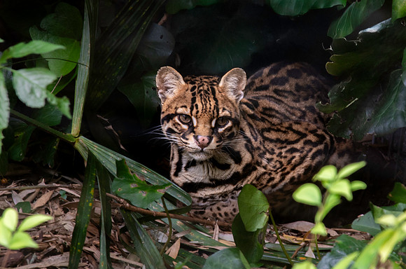 Ocelot