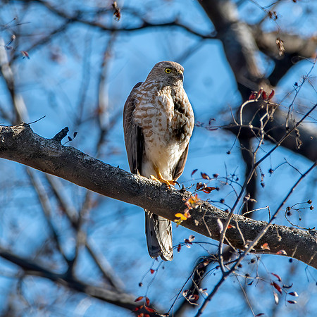 Shikra, female