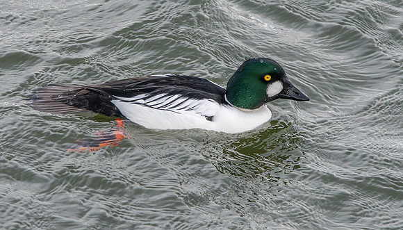 Goldeneye, male