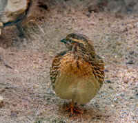 Common quail