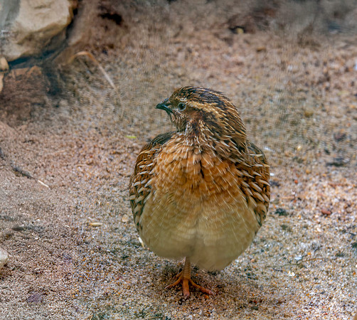 Common quail