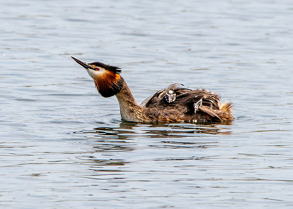 Great crested grebe