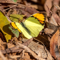 Yellow orange tip