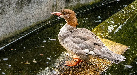 Common merganser / goosander