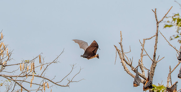 Indian Flying Fox