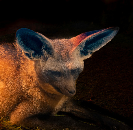 Bat eared fox