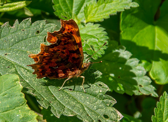 Comma