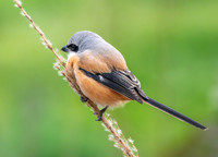 Long tailed shrike