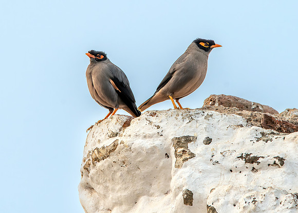 Bank Mynah